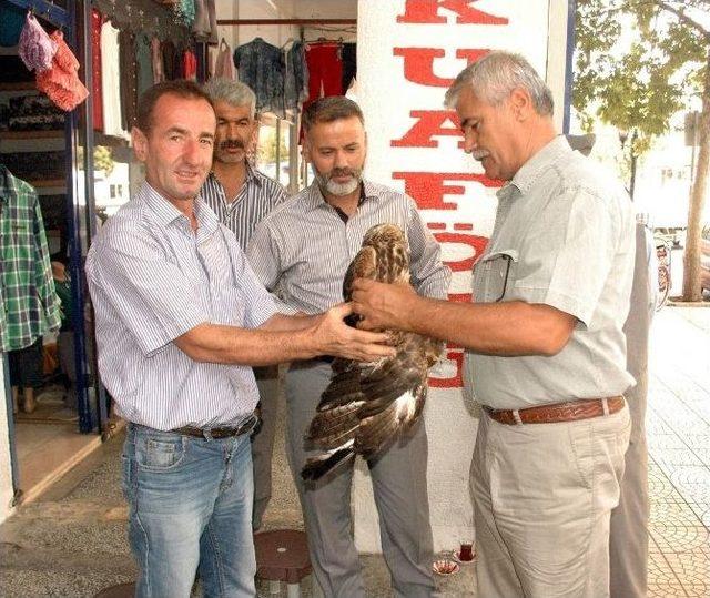 Yaralı Şahin, Tedavi Edilmek Üzere Görevlilere Teslim Edildi