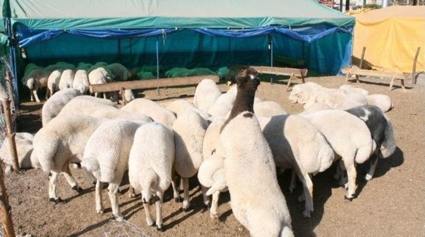 Osmaniye&rsquo;de Kurbanlık Fiyatları Belirlendi