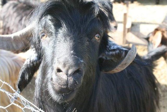 Osmaniye&rsquo;de Kurbanlık Fiyatları Belirlendi 1