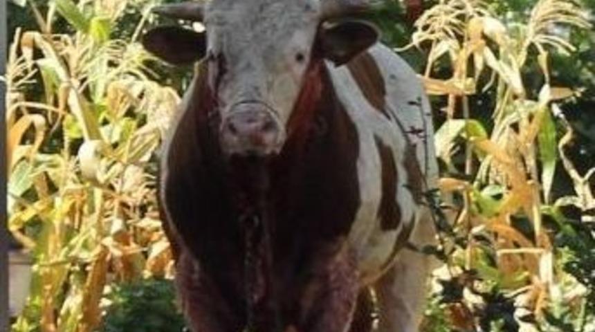 Kayseri&rsquo;de Dehşete D&uuml;ş&uuml;ren G&ouml;r&uuml;nt&uuml;