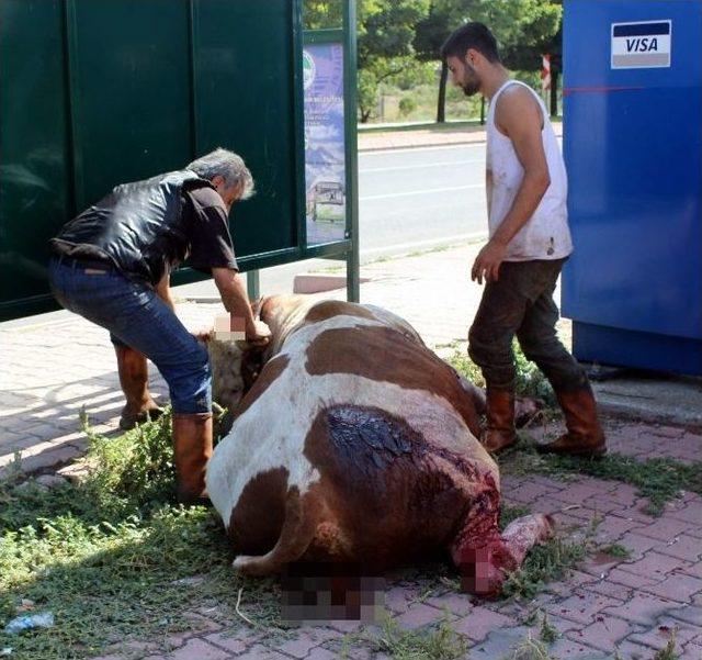 Kayseri’de Dehşete Düşüren Görüntü