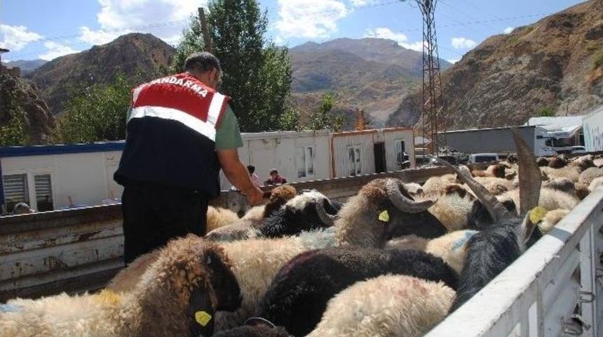 Jandarmadan K&uuml;pe Kontrol&uuml;