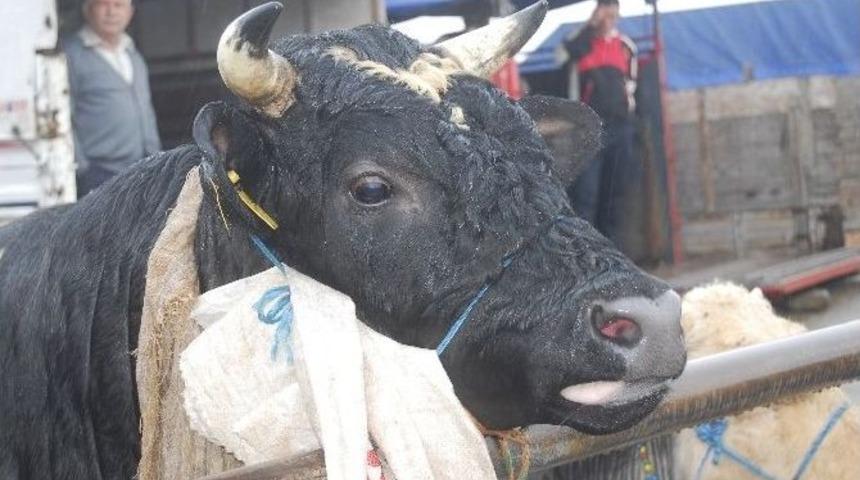 Alıcı Da Satıcı Da Fiyattan Dertli