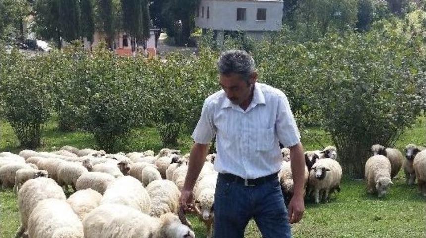 Kumru&rsquo;da Hayvancılığa Destek