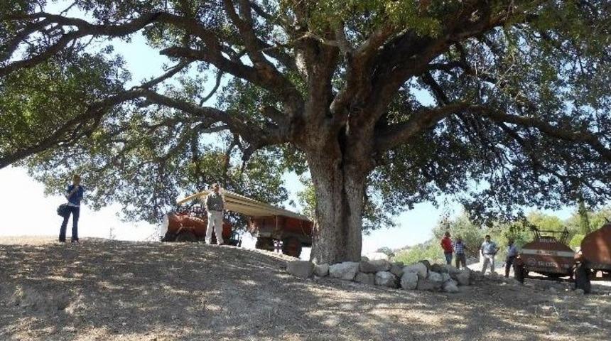 Asırlık &Ccedil;itlembik Ağacına Şehzadeler Sahip &Ccedil;ıktı