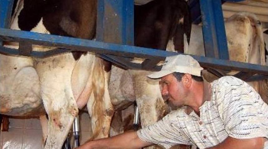 S&uuml;t Sığırları Sıcak Stresine Karşı Daha Doğru Beslenmeli