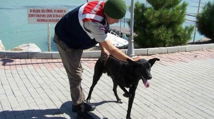 Ayağı Kırık Sokak K&ouml;peğine Jandarma Sahip &Ccedil;ıktı