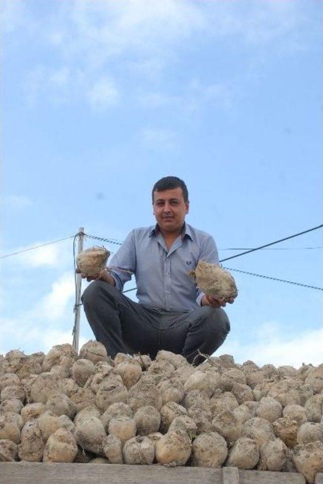 Burdur Şeker Fabrikası Pancar Alımları Başladı