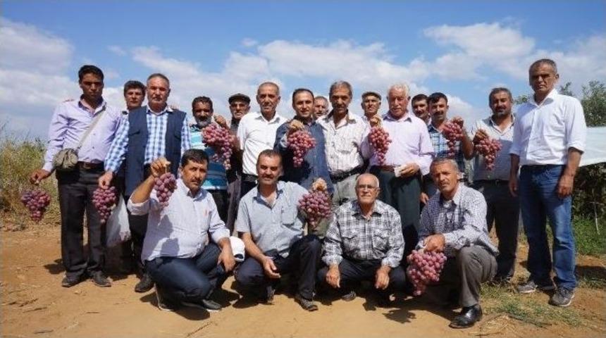 Gap&rsquo;lı &Ccedil;ift&ccedil;iler Sarıg&ouml;l &Uuml;z&uuml;m Bağlarında İncelemede Bulundu