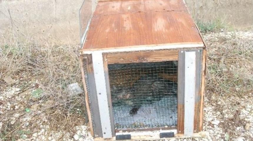 Bilecik&rsquo;te K&uuml;meste Yakalanan Sansar Belediye Ekiplerince Doğaya Salındı