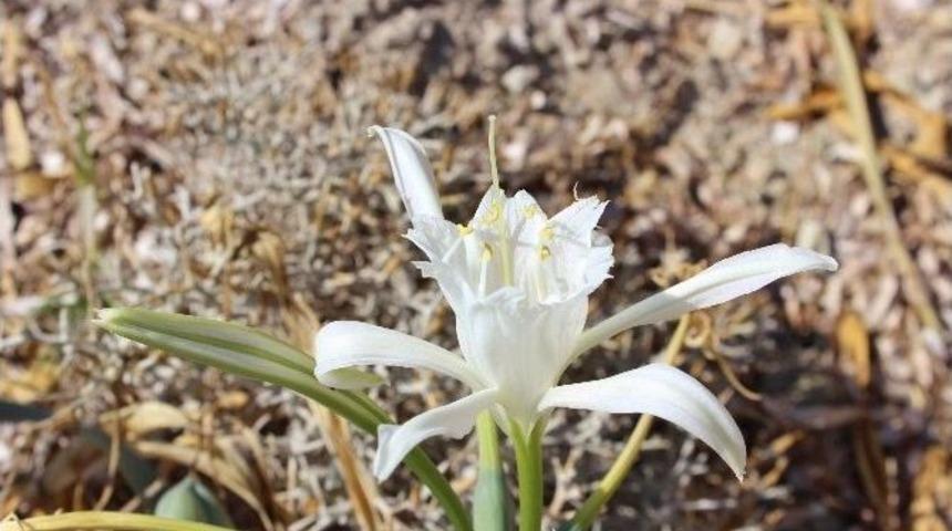 Başkan Dalgı&ccedil;&rsquo;a "zambak" Teşekk&uuml;r&uuml;