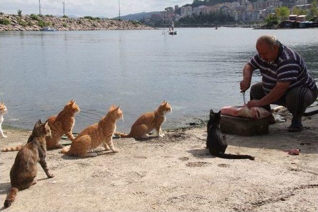 Kedilerin Umudu Balıkçılar