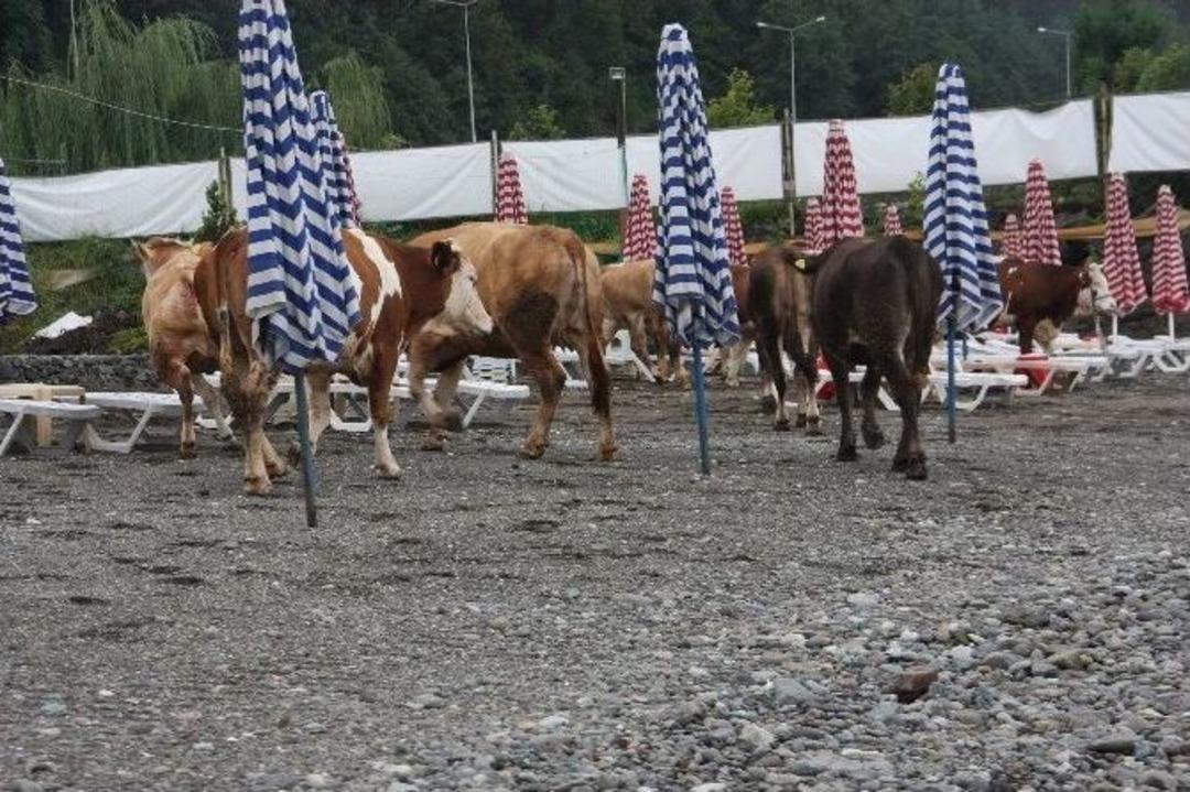 Kurbanlık Hayvanlar Trafik Kazasının Stresini Plajda Attılar