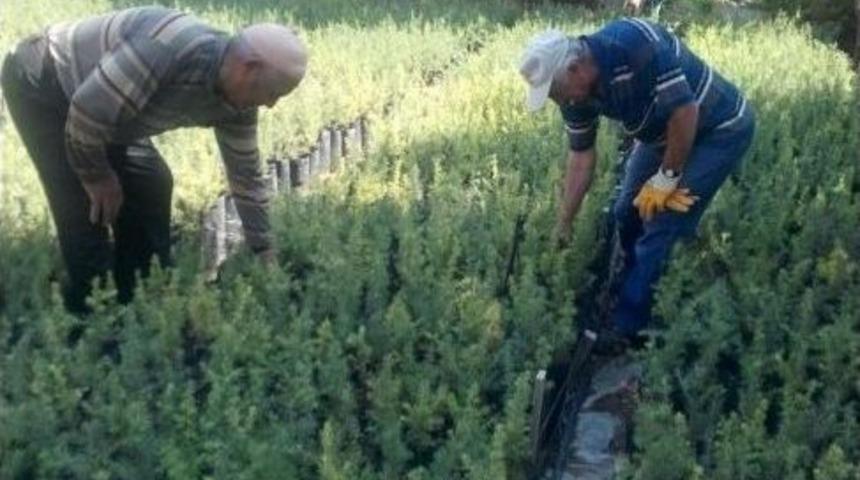 Afyonkarahisar’ın 4 İlçesinde Üreticiler 2.7 Milyon Tl’lik Fidan Üretimi Yaptı