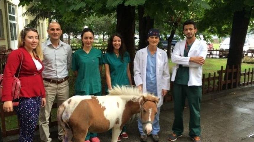 &Ouml;tenaziyi Kabul Etmeyip Pony&rsquo;yi Hayata D&ouml;nd&uuml;rd&uuml;ler