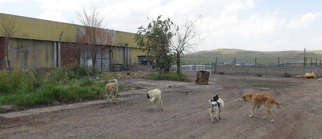 Kars'taki hayvan barınağı sorumluları hakkında soruşturma başlatıldı