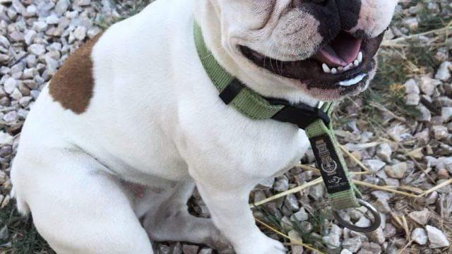 Bozcaada'da ortadan kaybolan 'Lindy'yi bulamıyor