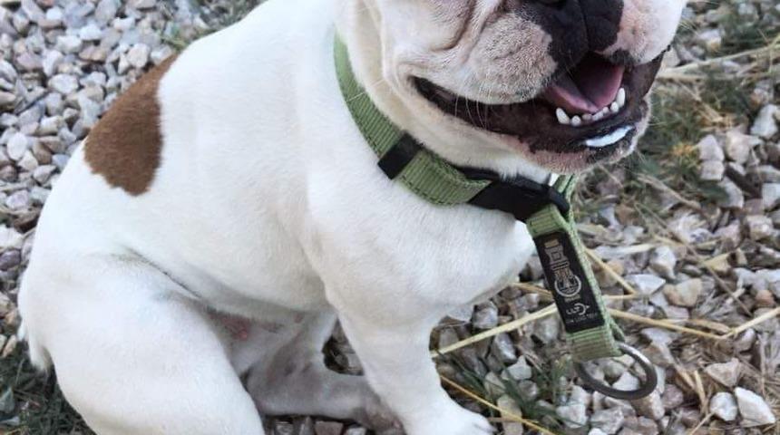 Bozcaada'da ortadan kaybolan 'Lindy'yi bulamıyor