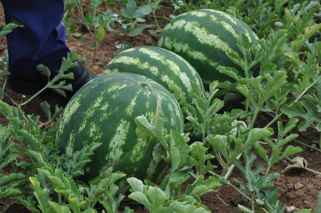 İnegöl'de karpuz hasadı başladı