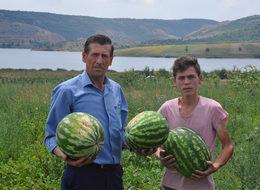 İnegöl'de karpuz hasadı başladı