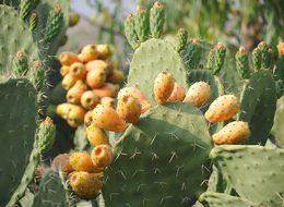 Doğada kendiliğinden yetişiyor! Avrupa'ya ihtiyaç edilecek