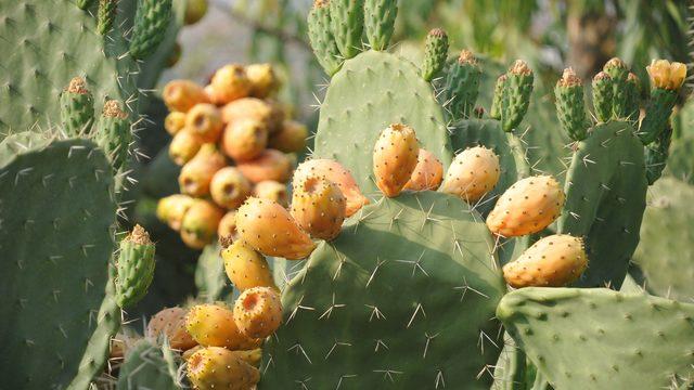 Doğada kendiliğinden yetişiyor! Avrupa'ya ihtiyaç edilecek