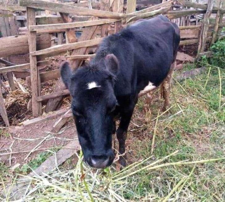 Komşusunun ineğine tecavüz ederken yakalandı! Savunması şoke etti G2