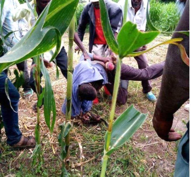 Komşusunun ineğine tecavüz ederken yakalandı! Savunması şoke etti G3