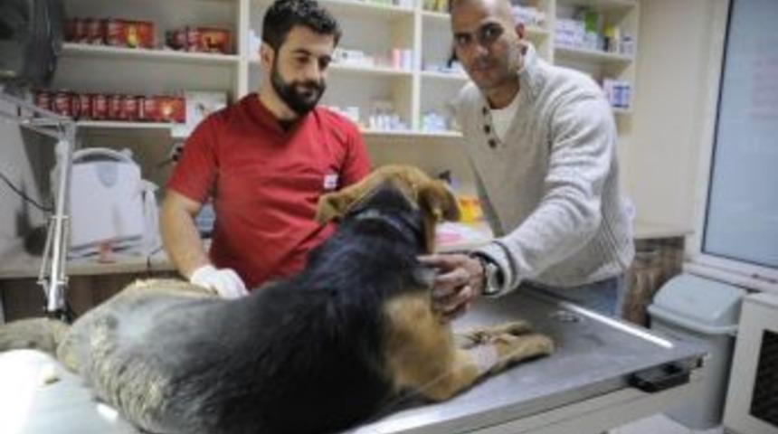 Yaralı K&ouml;peğe D&uuml;nya Rekortmeni Sahip &Ccedil;ıktı