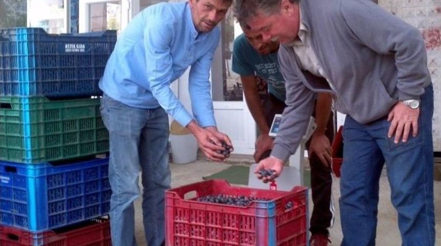 &Uuml;z&uuml;m &Uuml;zd&uuml; Zeytin G&uuml;ld&uuml;rd&uuml;