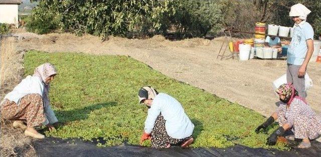 Üzüm Üzdü Zeytin Güldürdü