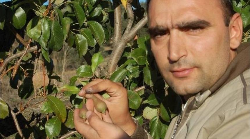 Yaz Armudu Yeniden Meyve Verdi