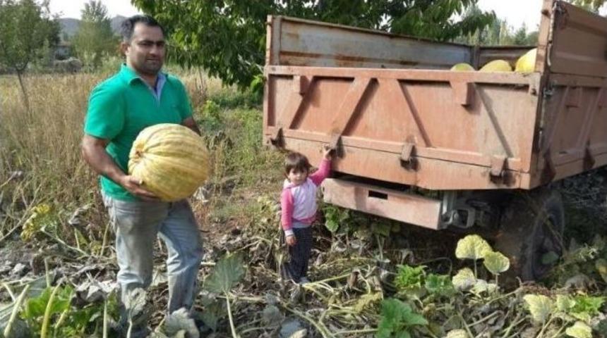 &Ccedil;erezlik Kabak Hasadı Yapıldı