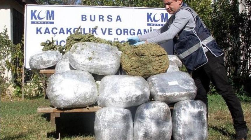 Bursa&rsquo;da 74 Kilogram Esrar Ele Ge&ccedil;irildi
