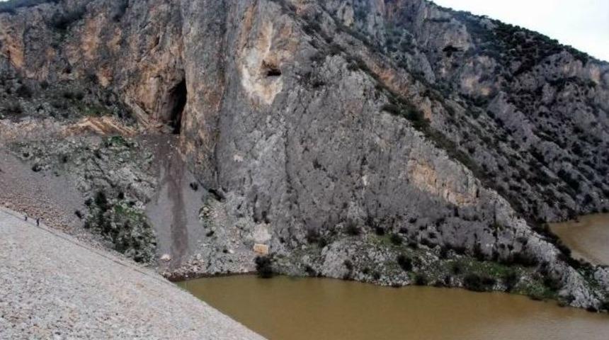 11 Milyon Zeytin Ağacını Yarasalar Koruyor