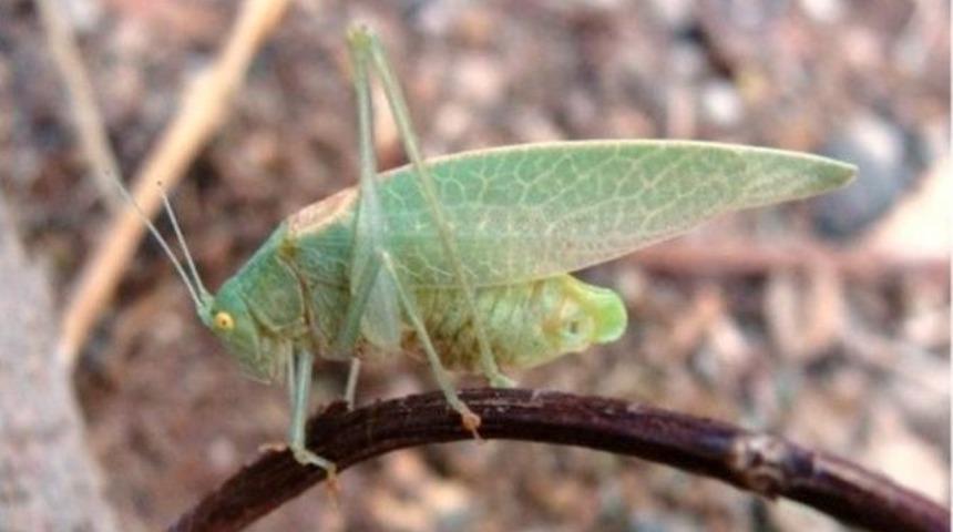 Batman &Uuml;niversitesi Yeni İki &Ccedil;ekirge T&uuml;r&uuml; Tespit Etti