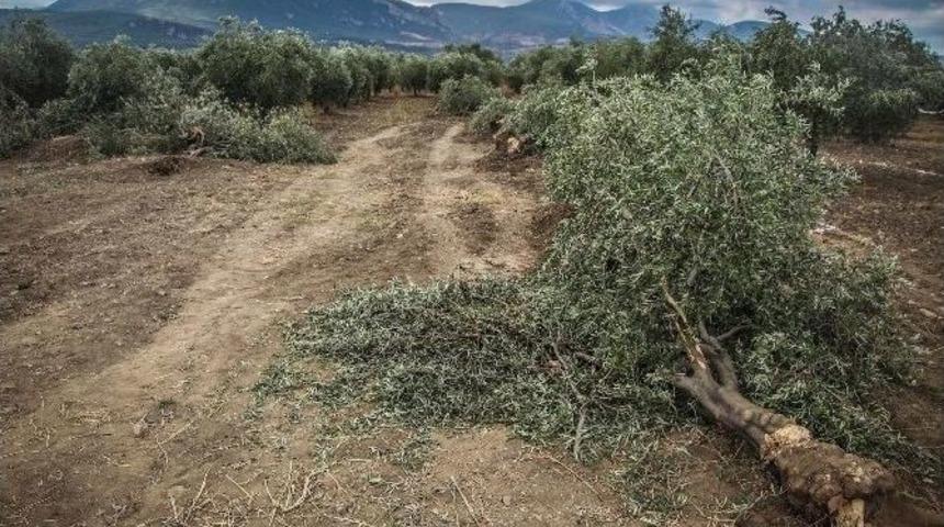 Soma&rsquo;da Zeytinliklerini Koruyan K&ouml;yl&uuml;lere Şiddet Uygulandı İddiası