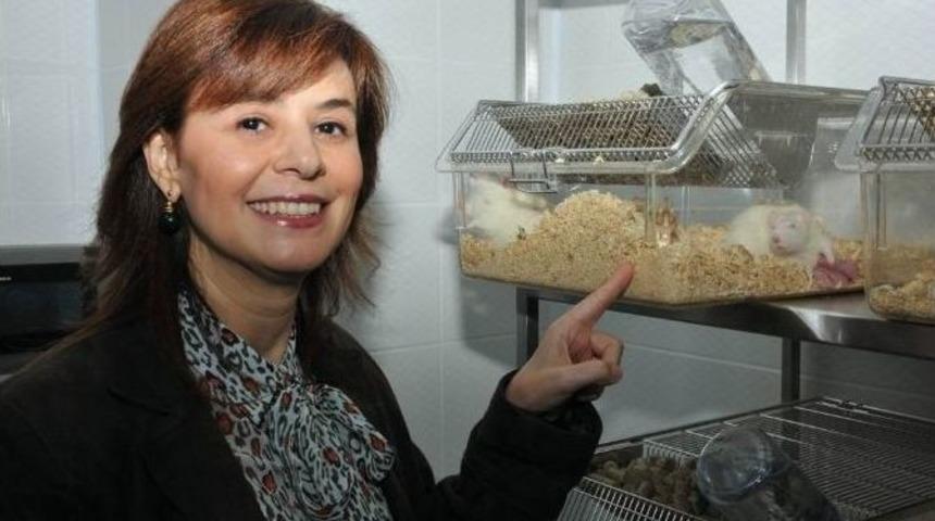 S&uuml;dam Faaliyetlere Başladı