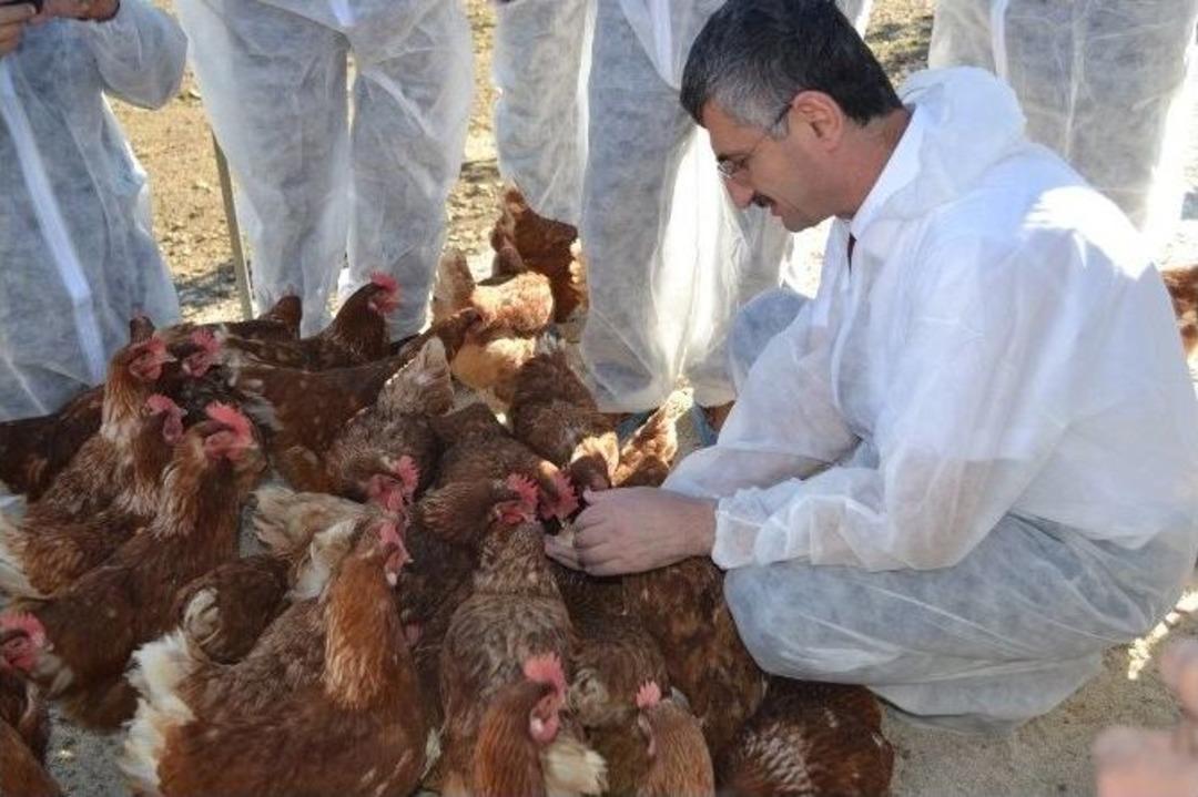 Vali Bektaş Manisa&rsquo;nın İlk Organik Yumurta Tesisini Gezdi