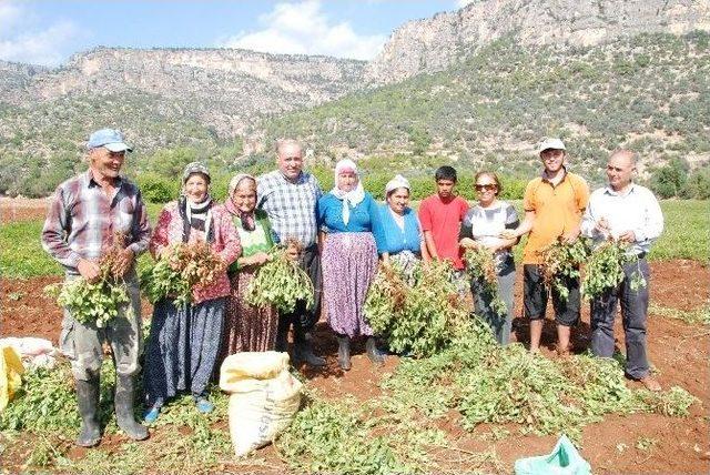 Silifke’de 450 Ton Yer Fıstığı Hasat Edilecek