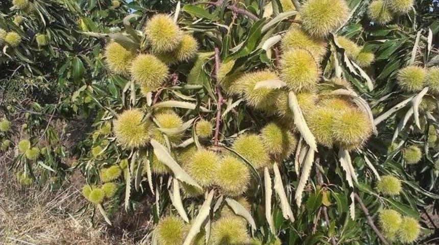 Aydın&rsquo;da Kestane Hasadı Başladı