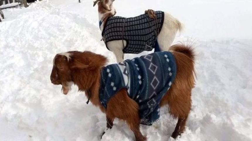 Yağan Kar Ke&ccedil;ilere Kazak Giydirtti