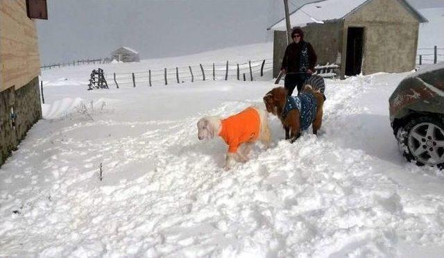 Yağan Kar Keçilere Kazak Giydirtti