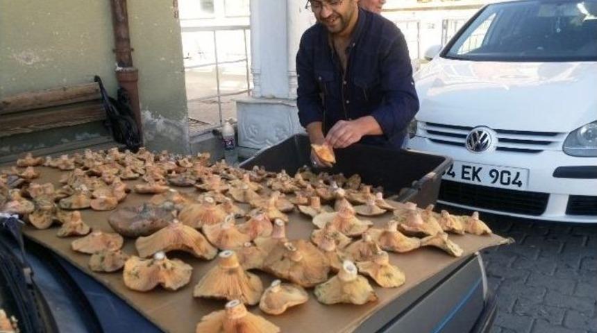 Otomobil Kaportasında Mantar Satışı