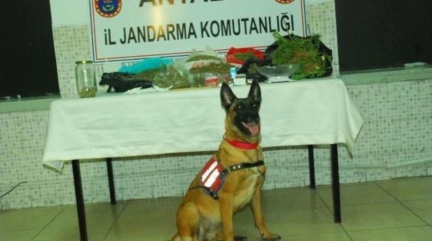 Jandarmadan Uyuşturucu Operasyonu