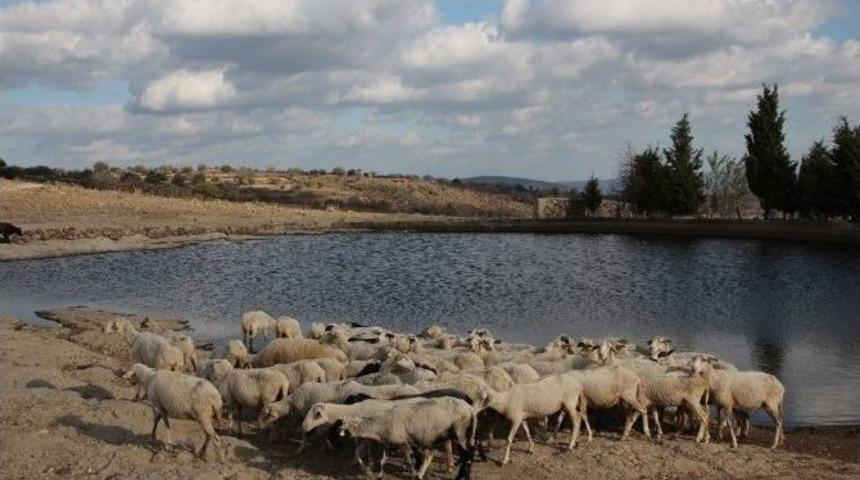 Manisa’da Mavi Dil Hastalığına Karşı Önlem Alındı