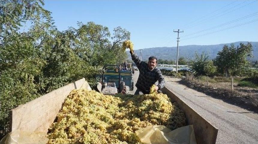Şaraplık &Uuml;z&uuml;mlerini 20 Kuruşa Satabilmek İ&ccedil;in Kuyruk Oluşturdular
