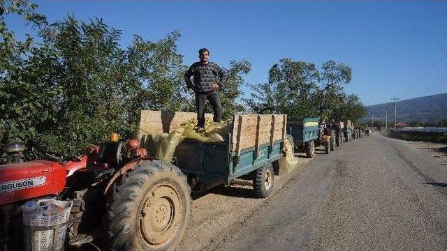 Şaraplık Üzümlerini 20 Kuruşa Satabilmek İçin Kuyruk Oluşturdular