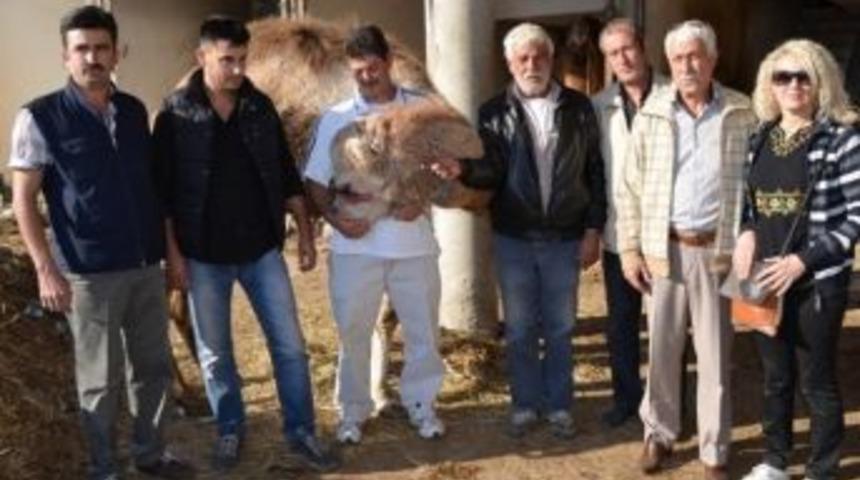 Sel&ccedil;uk&rsquo;taki Deveciler İsyanda