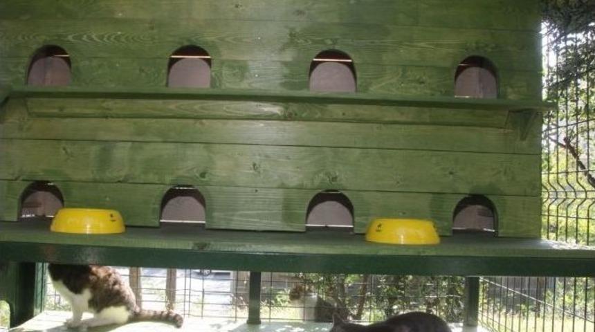 K&uuml;&ccedil;&uuml;k&ccedil;ekmece&rsquo;de Sokak Kedileri Yuvalarına Kavuştu